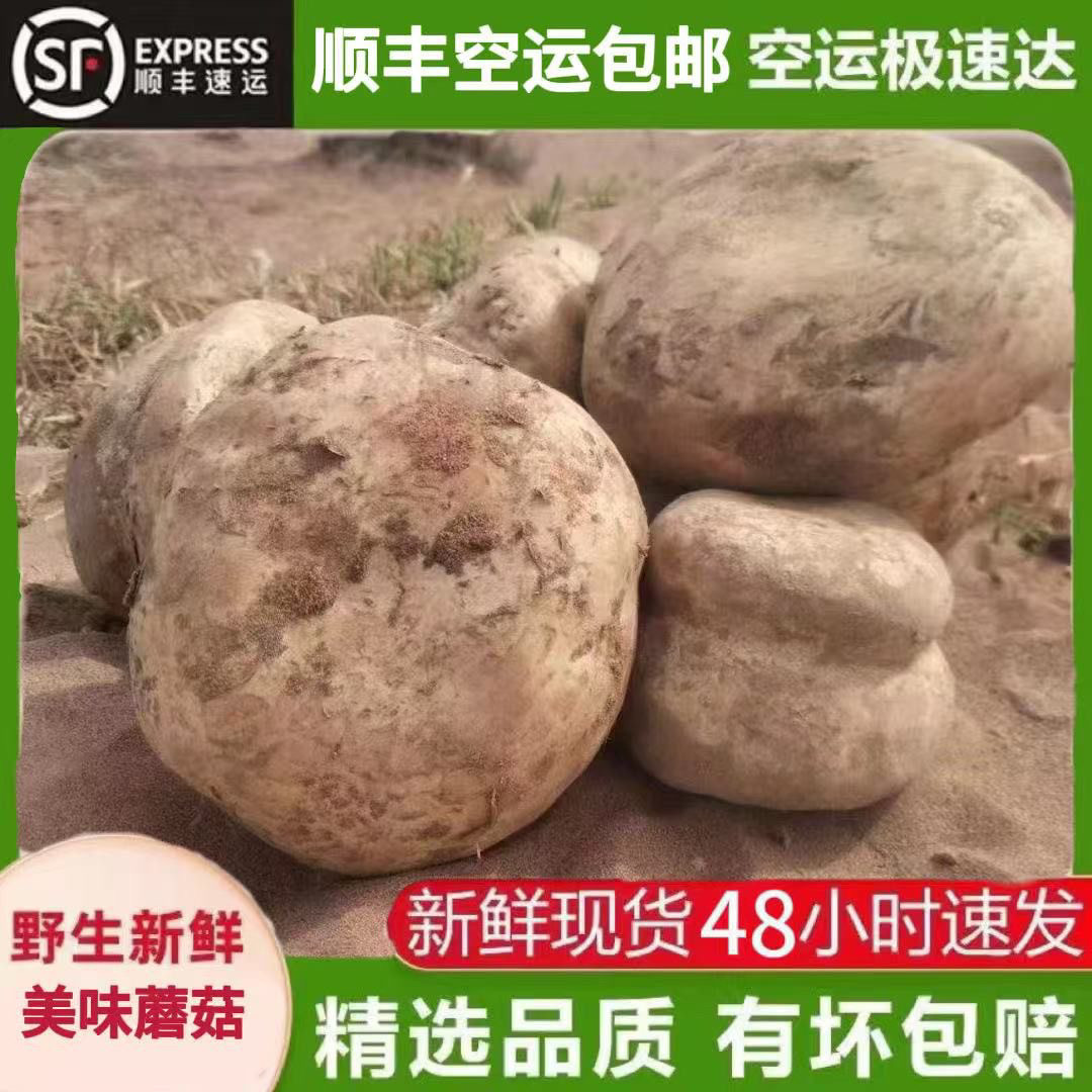 中国美味蘑菇新鲜野生菌沙漠蘑菇戈壁滩奇珍新鲜野生菌菇顺丰包邮