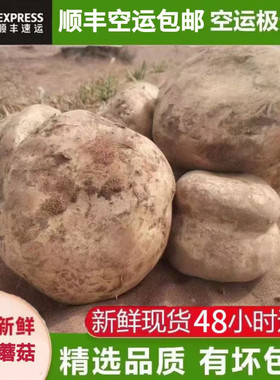 中国美味蘑菇新鲜野生菌沙漠蘑菇戈壁滩奇珍新鲜野生菌菇顺丰包邮