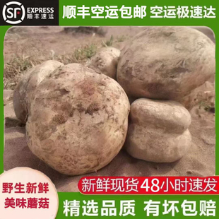 中国美味蘑菇新鲜野生菌沙漠蘑菇戈壁滩奇珍新鲜野生菌菇顺丰包邮
