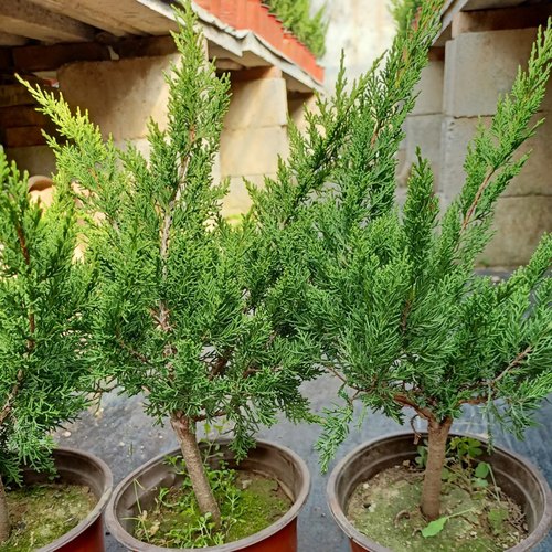 八房米叶系鱼川真柏嫁接素材小苗盆景树苗系鱼川苗