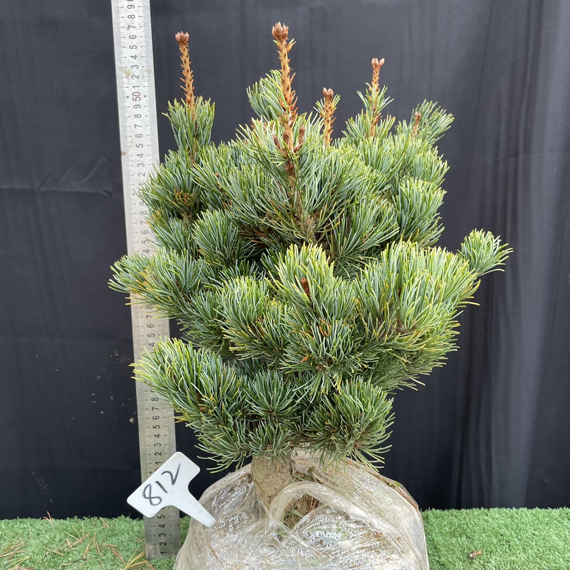 日本精品嫁接短针宫岛大阪松短针五针松小苗素材树苗树桩造型