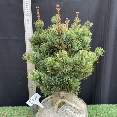 日本精品嫁接短针宫岛大阪松短针五针松小苗素材树苗树桩造型