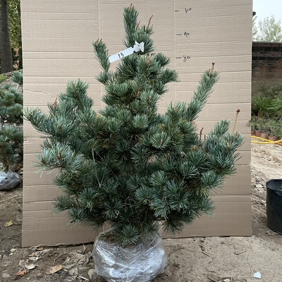 金针杨梅九重宫岛大阪松五针松老桩大素材苗一物一拍带土球造型