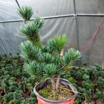 日本精品嫁接短针五针松金针宫岛九重杨梅大阪松千寿丸寸稍树苗