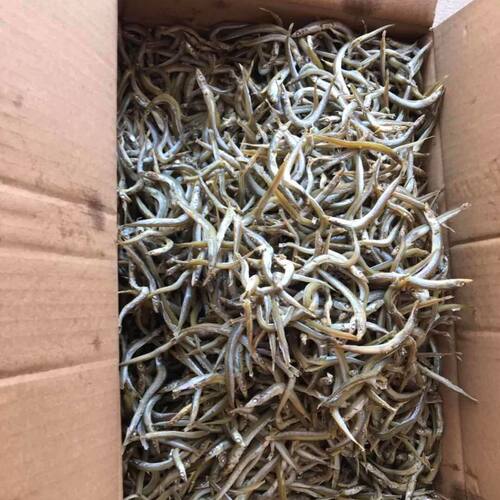 当季新品小青鱼500g干面条鱼小银鱼干海鲜干货小鱼干针鱼海燕鱼