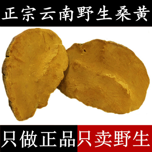 云南野生桑黄灵芝正品50克