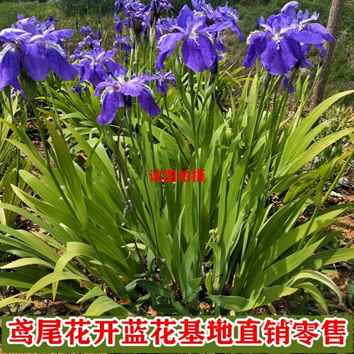 耐寒四季栽种鸢尾花苗道路绿化