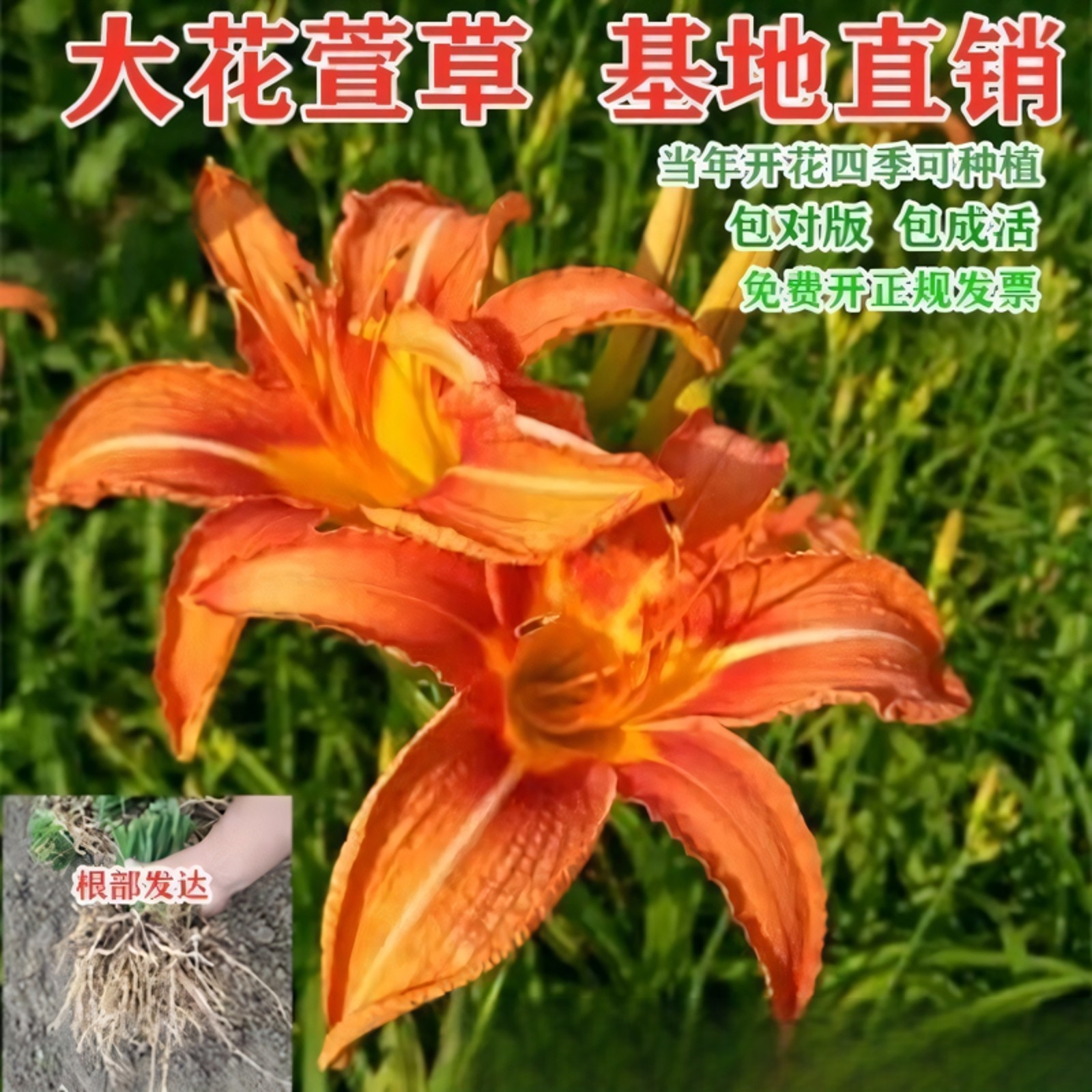 大花萱草苗忘忧草苗公园庭院绿化红花萱草黄花萱草好耐寒四季可栽