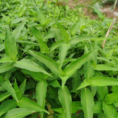 新鲜竹叶草现挖鸭拓草苗竹叶菜鸭舌草碧竹子清热尿中药材重庆现摘