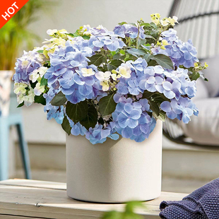 岛2.绣球花苗小苗基地落跑新娘万华镜大海蓝夏洛特公主蒙娜丽莎