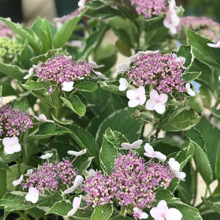 岛5.绣球新品花苗杨玉勇琥珀漫卷银边艾丽美云金色诗韵黑夜女王