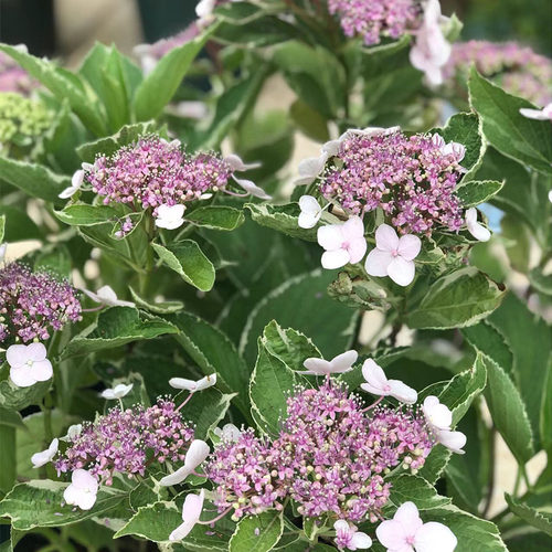 绣球岛【银边大岛绿花】基地直发