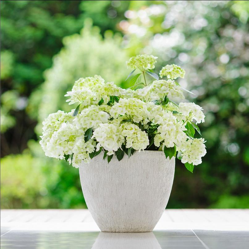 23年新品绣球花苗水晶灯包对版