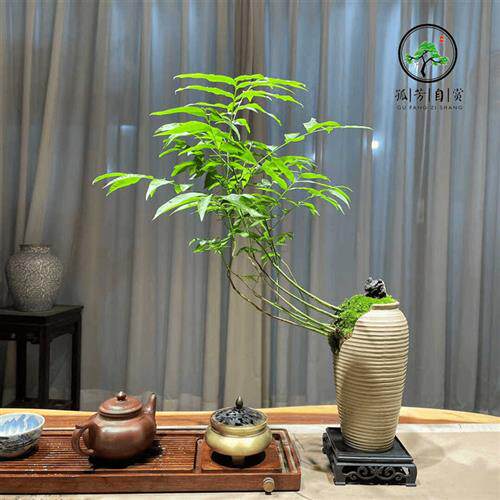 无患子菩提素陶缺口盆室内盆景茶桌书桌办公桌盆栽绿植新中式树盆