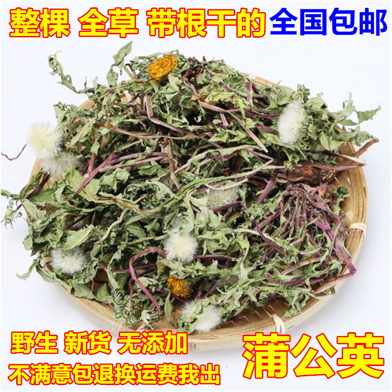 天然晒干蒲公英 特级蒲公英 野生整棵干的婆婆丁 浦公英500g包邮