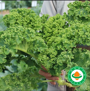 【有机羽衣甘蓝】新鲜采摘有机羽衣甘蓝蔬菜顺丰500g叶菜沙拉蔬菜