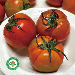 【有机日引王妃西红柿】番茄味浓酸甜脆多汁鲜味足大小不一箱 4斤