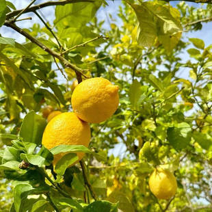 【顺丰京东】尤克里里黄柠檬 原生态不打蜡 五斤装现摘现发香柠檬