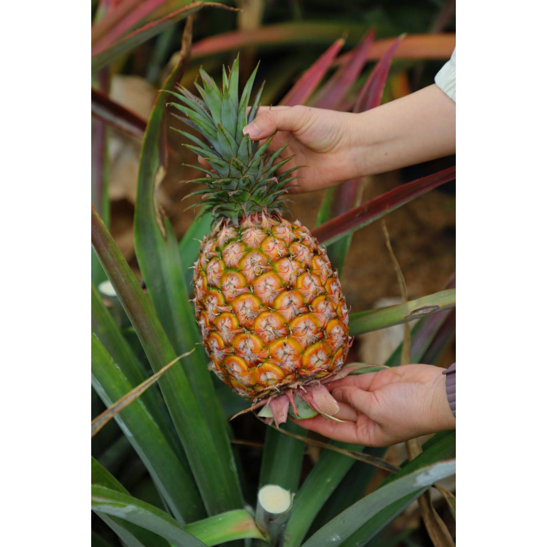 【生态凤梨】GoldenGem Pineapple生态凤梨爆汁手撕树熟顺丰