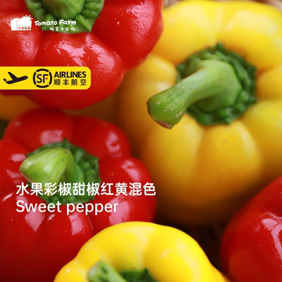 法国引种甜椒生吃Sweet pepper水果彩椒新鲜甜椒红黄混色顺丰纯甜