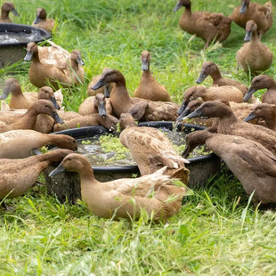 鸭蛋宝宝辅食婴儿孕妇月子·单次体验·生态健康即食箱安心·30枚