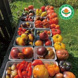 【有机大番茄合集】当日产出多品种番茄马蹄非转基西红柿现摘现发