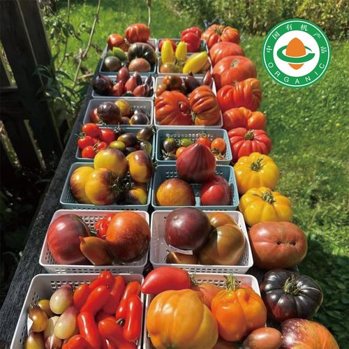 【当日产出有机大番茄合集】多品种番茄马蹄非转基西红柿