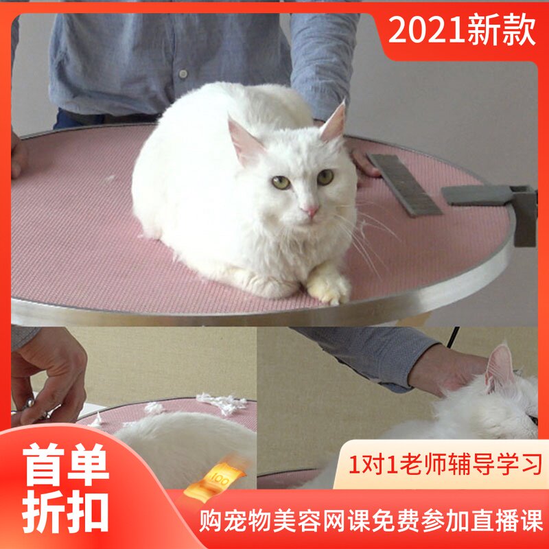 宠物美容师教学视频猫咪全身手剪课程
