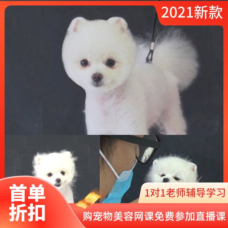 萌系博美圆头造型美容视频教程