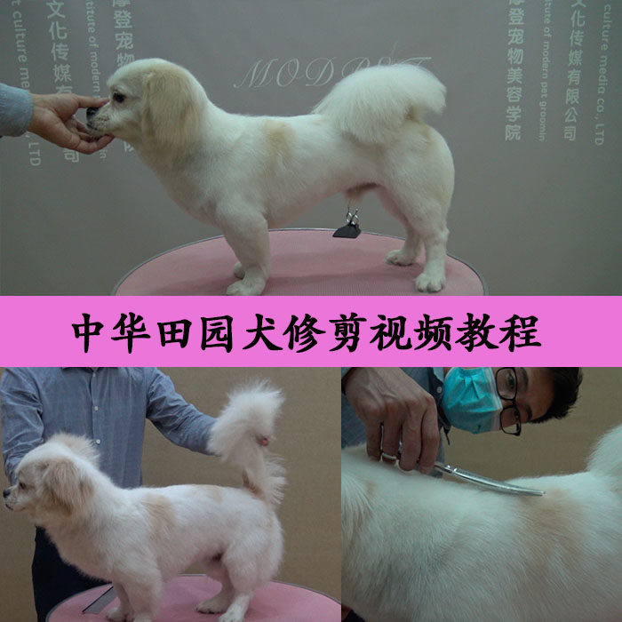 宠物美容培训教程 宠物美容教学视频 中华田园犬美容视频 modpet