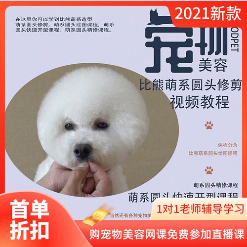 日韩萌系宠物美容师比熊犬头部修剪视频教程