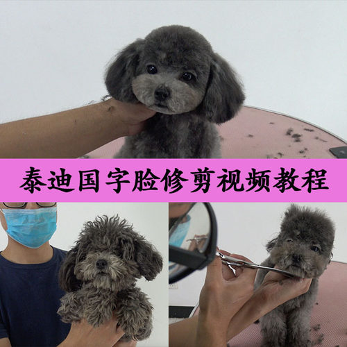 宠物师培训教程 宠物美容教学视频 泰迪美容视频教程MODPET - 封面