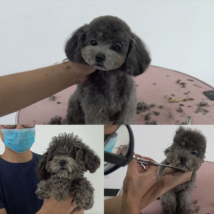 带亲了解摩登宠物美容在线教育