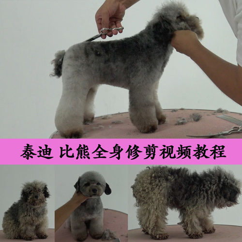 宠物美容教程 宠物美容视频 泰迪美容视频 泰迪美容教程 MODPET