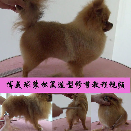 宠物狗美容造型教程视频博美球装修剪美容师培训MODPET淘宝学习