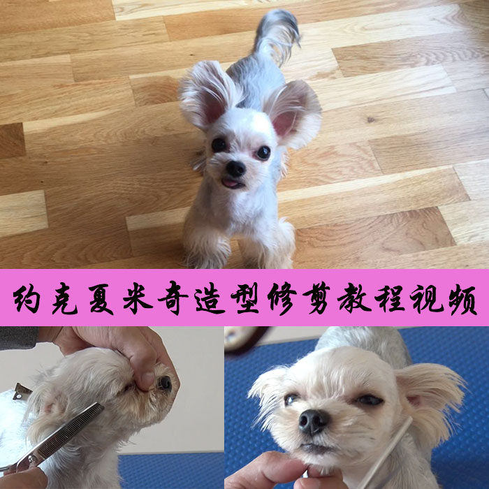 日韩萌系宠物美容师培训教学教程新职业就业培训