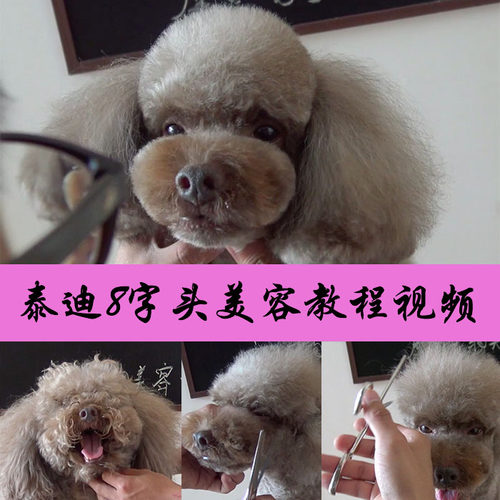 宠物狗美容造型教程视频日韩萌系泰迪8字头修剪毛美容师MODPET
