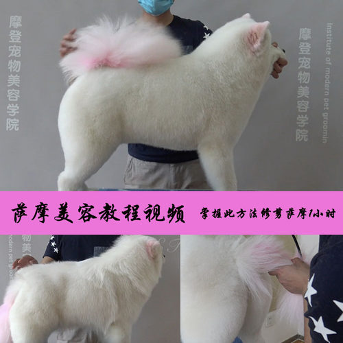 宠物美容教程视频萨摩耶造型修剪美容师培训教学视频MODPET