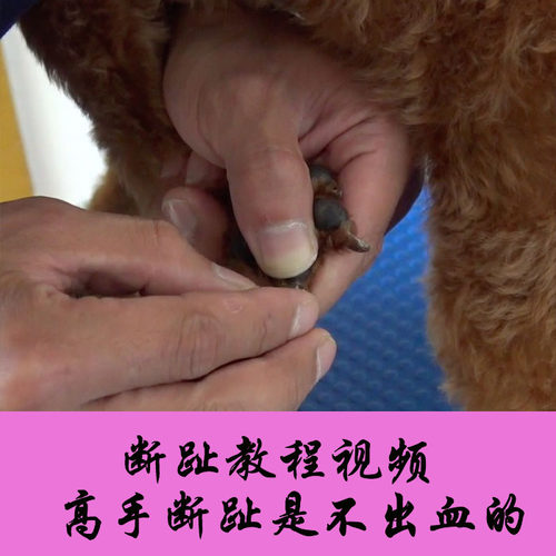 宠物美容教程视频宠物犬断趾教程视频美容师培训教材教学MODPET