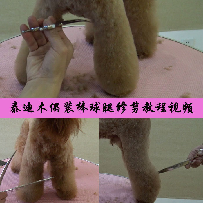 宠物狗美容造型教程视频泰迪木偶装棒球腿后腿修剪视频教学modpet