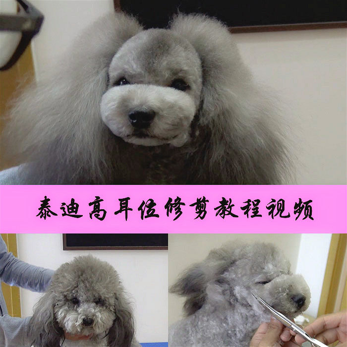 宠物美容视频教程日韩萌系泰迪高耳位造型修剪毛视频教学modpet