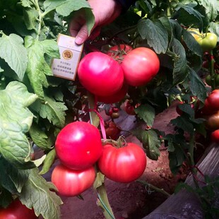 广东本地老品种西红柿秧苗铁皮番茄苗马蹄千禧圣女果苗