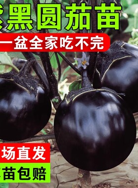 圆茄子苗高产快茄幼苗黑紫色特大茄苗种子口感好四季种植蔬菜秧籽