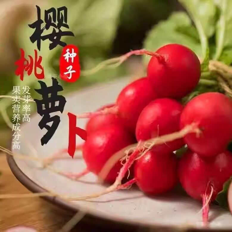 樱桃小萝卜 早熟易种 迷你水果罗卜四季红皮罗卜种子农家蔬菜种子