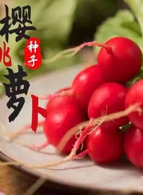 樱桃小萝卜 早熟易种 迷你水果罗卜四季红皮罗卜种子农家蔬菜种子