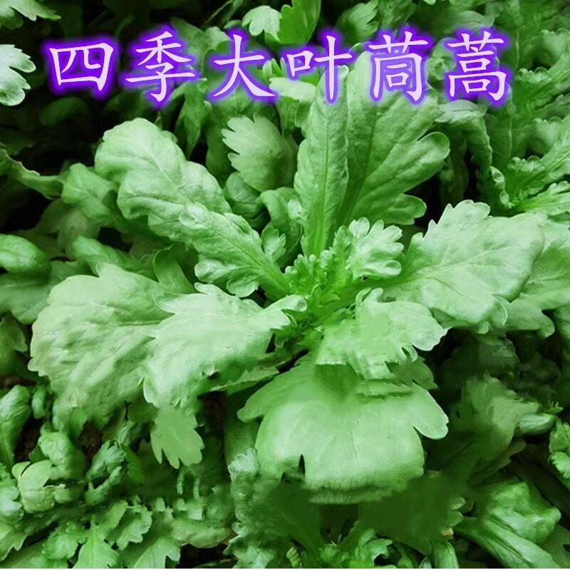 四季大叶茼蒿种子花叶茼蒿小叶蓬蒿蒿菜菊花菜春夏秋冬四季蔬菜种