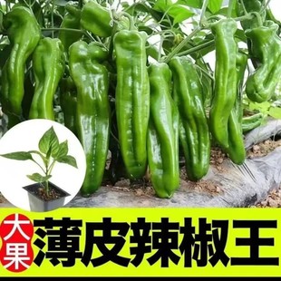 薄皮辣椒苗皱皮辣椒秧虎皮辣椒秧苗子羊角线椒螺丝椒苗