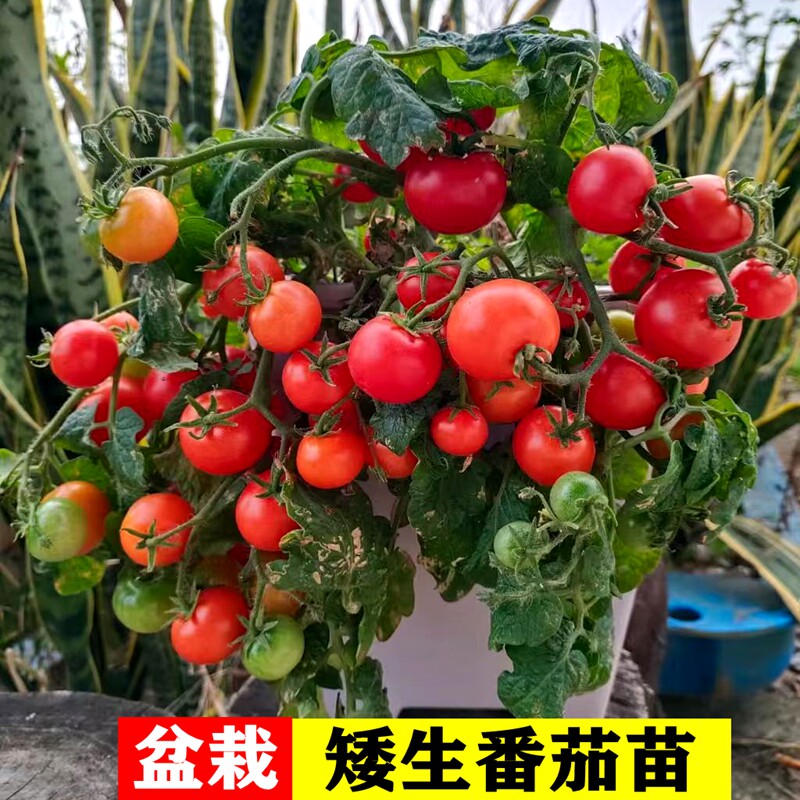 矮生小番茄苗阳台盆栽四季小西红柿秧苗樱桃圣女果小番茄苗秧