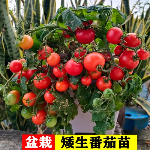矮生小番茄苗阳台盆栽四季小西红柿秧苗樱桃圣女果小番茄苗秧