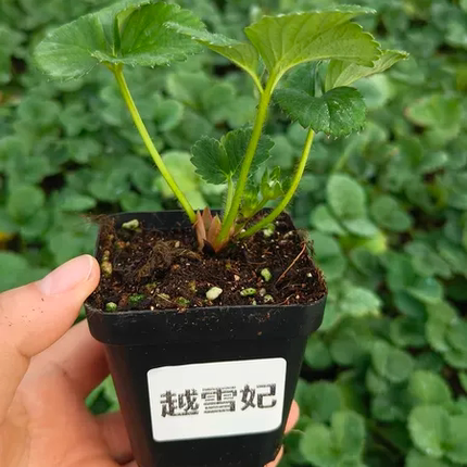 【7方小盆苗】香野奶油粉玉妙七建德白草莓秧苗盆栽